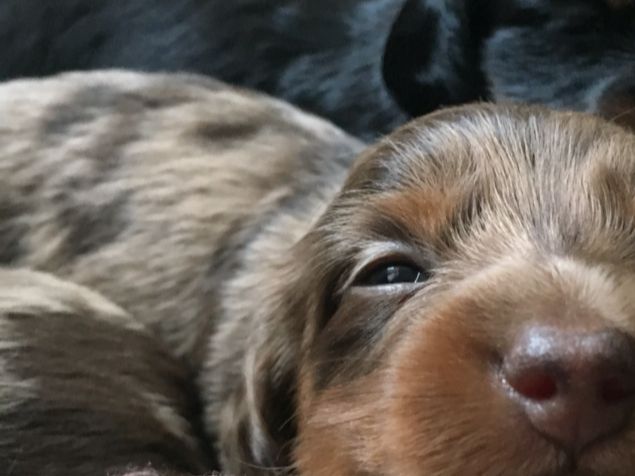Brun/tan merle tispe 2, mett og fornøyd